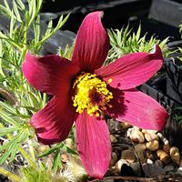 Pulsatilla vulgaris 'Rubra'